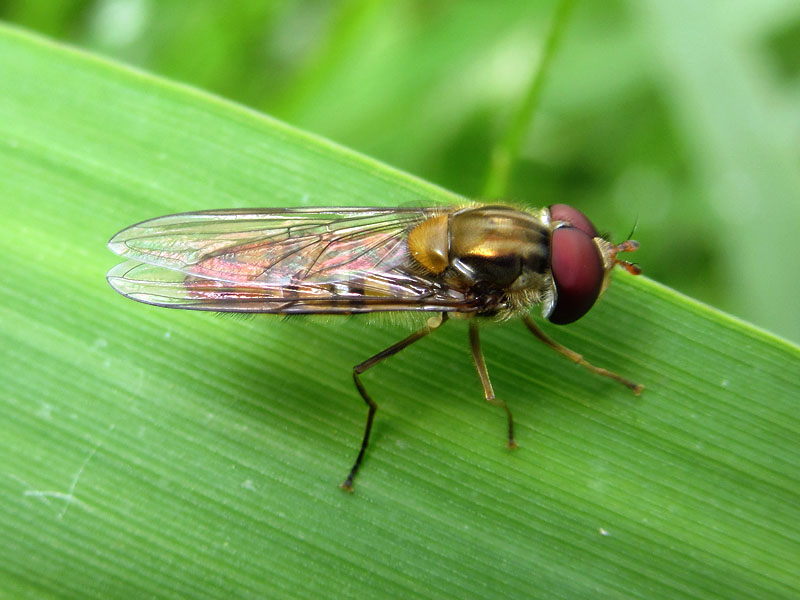 Syrphidae: Episyrphus balteatus, maschio